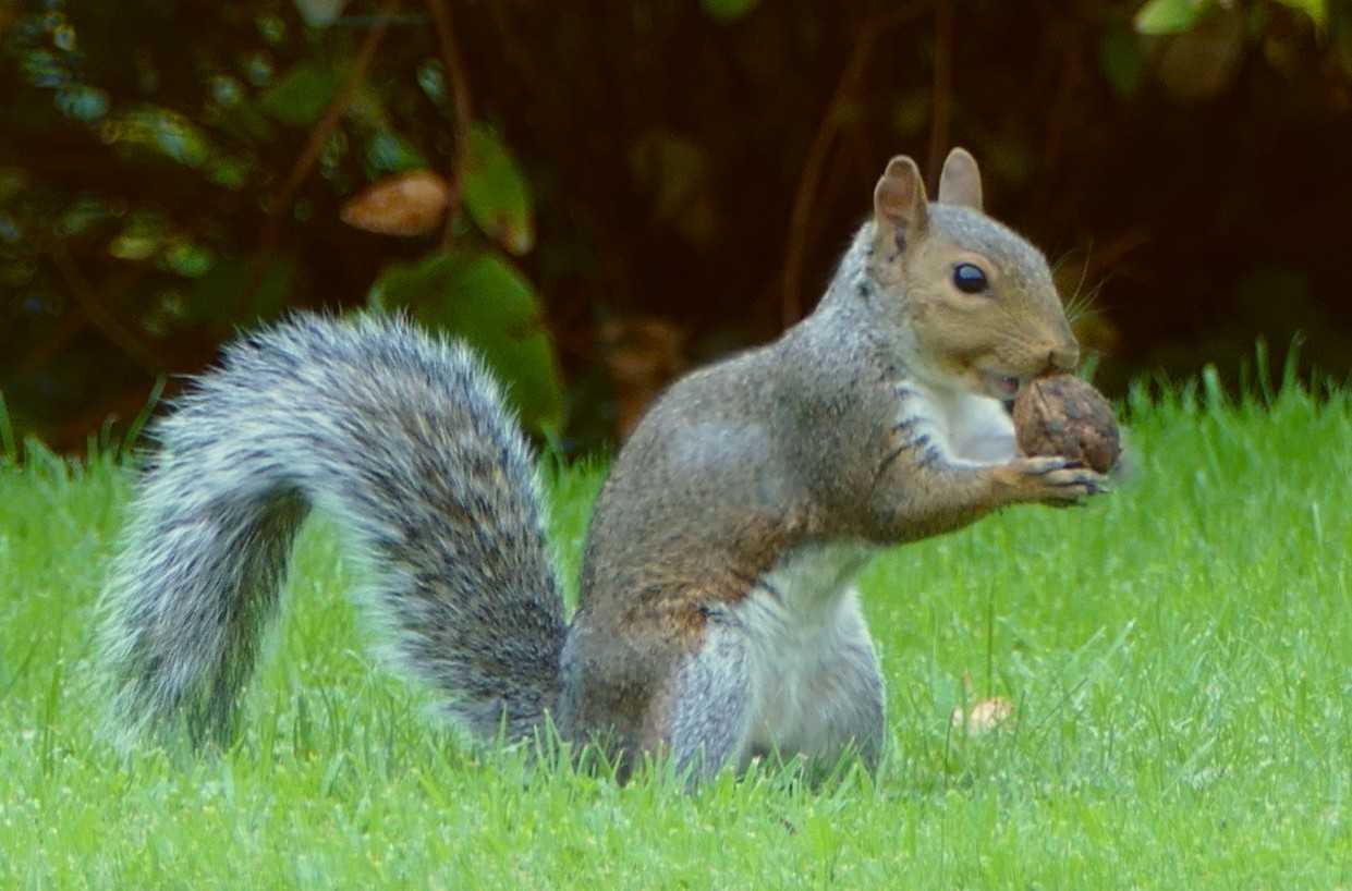 Squirrel checking his winter food supply